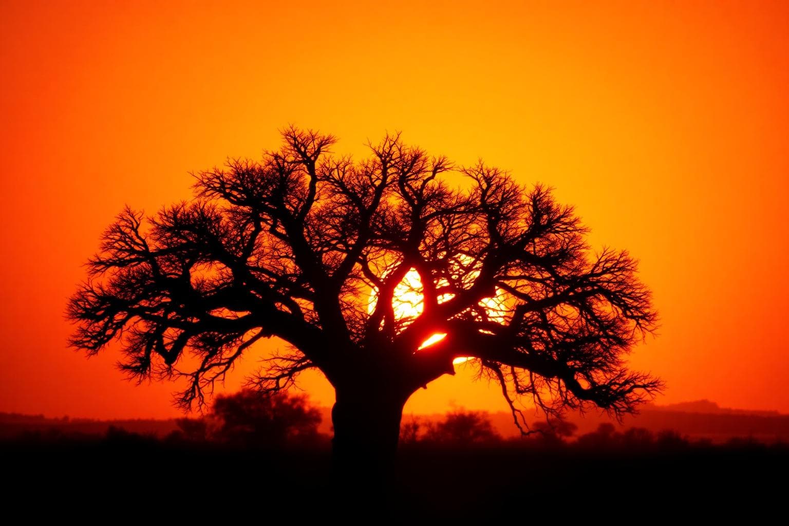A baobab tree silhouetted against an African sunrise